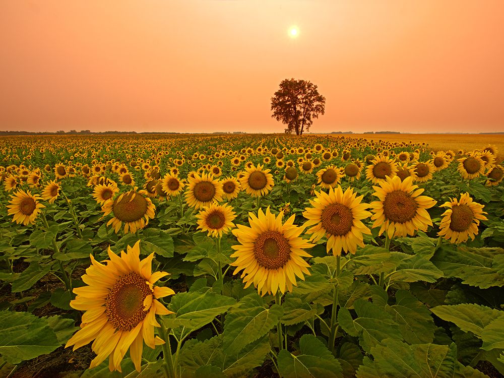 Canada- Manitoba- Dugald. Field of sunflowers and cottonwood tree at sunset. art print by Jaynes Gallery for $57.95 CAD